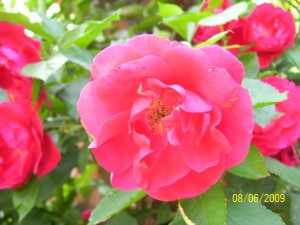 Garten 086